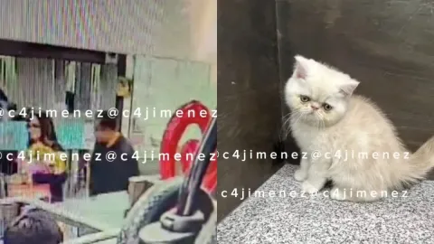 Pareja roba gato de una tienda con un valor de 64 mil pesos 