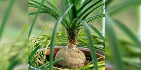 La Pata de Elefante en peligro de extinción; medidas y sanciones