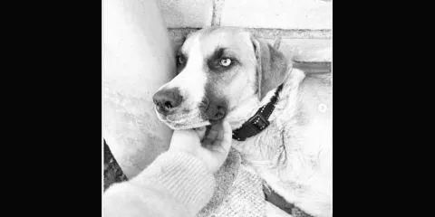 Muere 'Chichi de tristeza tras perder a sus cachorros en un incendio en San Pedro Cholula