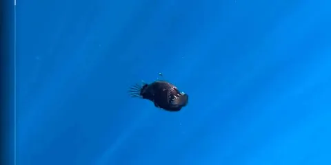 VIDEO. El asombroso ascenso y muerte de un pez diablo en la superficie del mar conmovió a  internautas