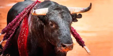 Encuesta revela creciente rechazo a la tauromaquia en CDMX