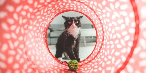 Más allá del alimento, cómo debes cuidar la SALUD MENTAL de tu GATO