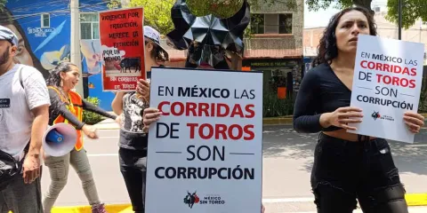 Morenista promueve recurso que frena prohibición de las corridas de toros en la CDMX 