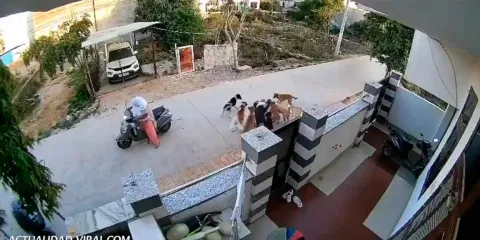 VIDEO. Mujer rescata a joven atacada por una jauría de perros en plena calle