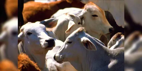 “Colaboramos, pero no nos subordinamos”, dice Sheinbaum a EU sobre gusano barrenador