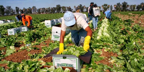 El campo agrícola de EU se desmorona sin indocumentados, Trump suaviza redadas migratorias 