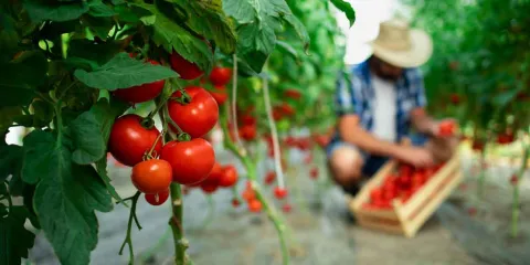 México presenta plan para fortalecer la autosuficiencia alimentaria