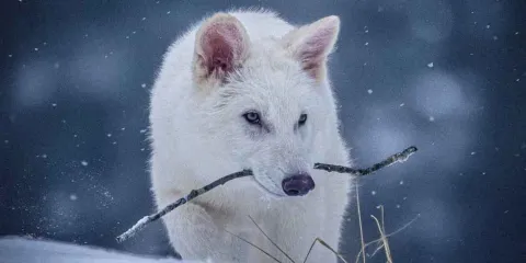 Reviven al lobo terrible extinto hace 12 mil años: La inspiración de 'Game of Thrones' hecha realidad