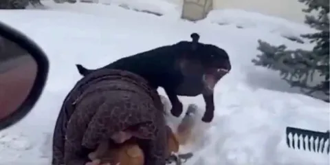 VIDEO. Madre defiende a su hijo del ataque de un rottweiler