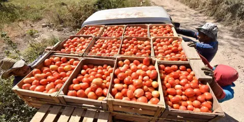 Sheinbaum: EU notificó a abogados, no al gobierno, sobre arancel al jitomate