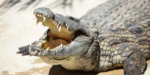 VIDEO. "El giro de la muerte" aplica gigante cocodrilo a habitante de la playa Talise