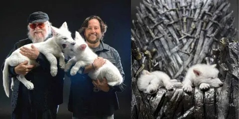 ¿Volvieron los lobos huargos? La verdad detrás de Rómulo, Remo y Khaleesi