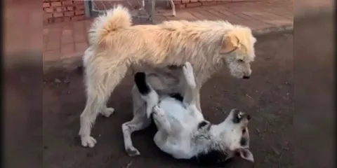 El video viral que convirtió a un perro común en una figura casi mística