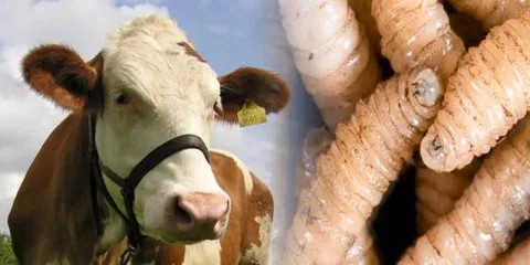 EU frena importaciones de ganado mexicano por brote de gusano barrenador