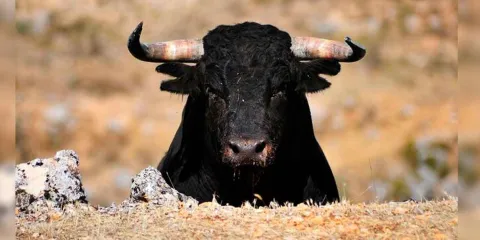 Ganaderos alertan: corridas de toros sin sangre podrían extinguir la raza brava en México