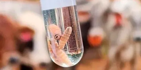 Secretaría de Salud reporta seis casos confirmados de miasis por gusano barrenador en México