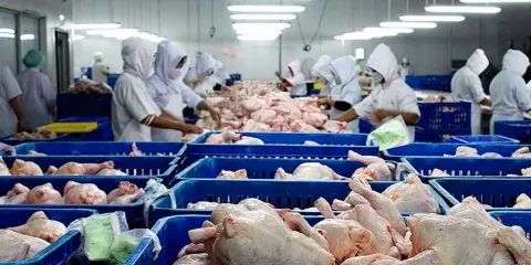 México suspende importaciones de pollo de Brasil por brote de influenza aviar