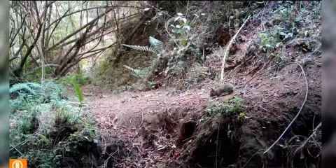 VIDEO. Redescubren al conejo de Omiltemi, por un siglo fue declarado extinto en México