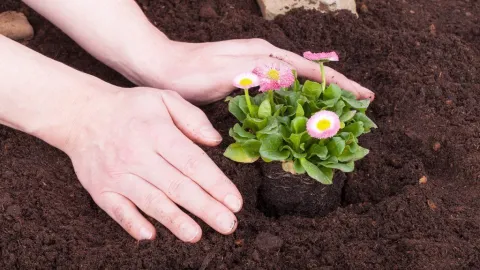 Flores y plantas: aliadas del bienestar mental y la agricultura sostenible
