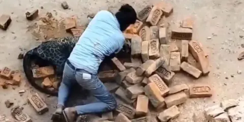 Hombre pelea a puños contra un leopardo