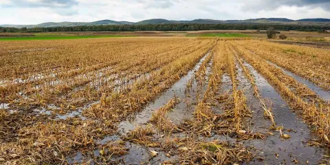 Huracanes devastan el campo mexicano; cultivos totalmente perdidos