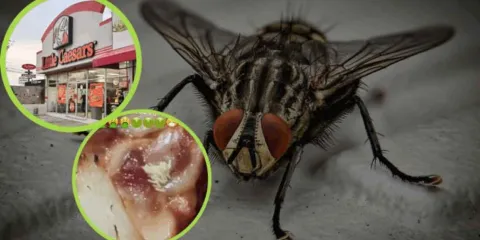 Usuaria de TikTok denuncia huevos de mosca en pizza de Little Caesars 