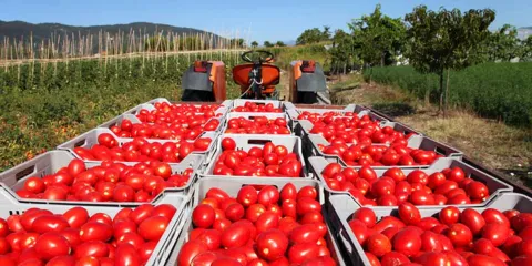 Estados Unidos rompe acuerdo con México y grava el tomate con 17 %