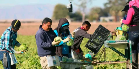 Trabajadores agrícolas de California inician huelga de 72 horas por redadas de ICE