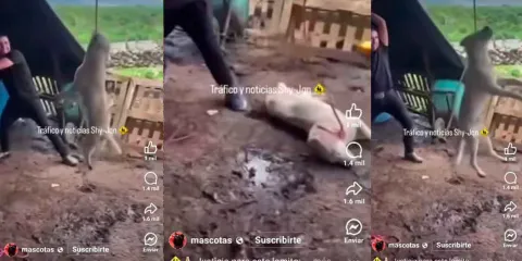 VIDEO. Brutal asesinato de perro en Michoacán. Mientras esta colgado es lomito golpeado por  sujeto 