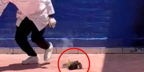 Crueldad animal en Pénjamo: estudiantes usan pirotecnia para matar a un gato