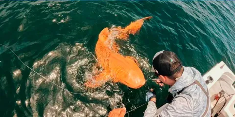 Descubren en Costa Rica un raro tiburón nodriza naranja