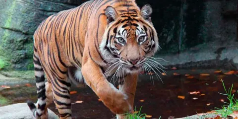 Zoológico en Dinamarca solicita donaciones de mascotas como alimento para sus depredadores