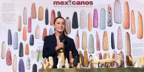 Blindaje al corazón de México: Sheinbaum oficializa "Sin maíz no hay país" para proteger la herencia del maíz nativo