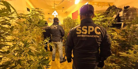 Desmantelan red de mariguana "de diseño" en CDMX; cae "El D3" cabecilla de La Familia Michoacana
