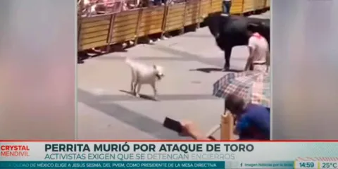 IMÁGENES SENSIBLES. Protestas por muerte de perrita atacada por toro en encierro San Marqueño