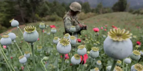 Producción de amapola del Cártel de Sinaloa cae 94% por operativos militares