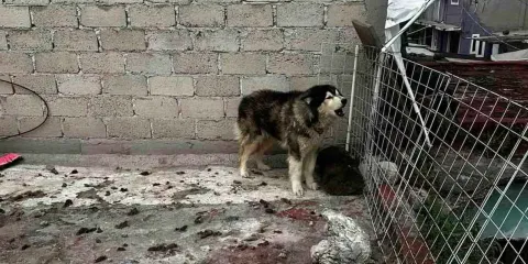 VIDEO  Periodistas rescatan a perro abandonado por 8 días en Azcapotzalco