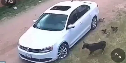 VIDEO. Abandono de perrita y sus cachorros en Aguascalientes desata indignación y exigen justicia