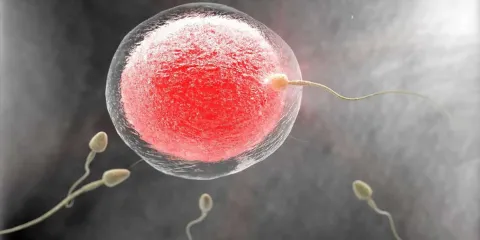 Óvulos humanos creados desde piel: avance promete ayudar a mujeres infértiles y parejas del mismo sexo