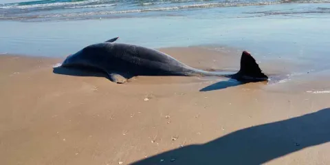 Basura espacial del cohete  Starship de Space X causa muerte de delfines en Tamaulipas 