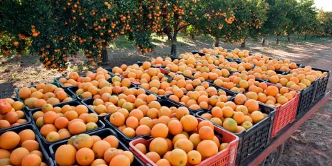 Crisis citrícola: lluvias arrasan con plantíos de naranja en Veracruz, Puebla y San Luis Potosí