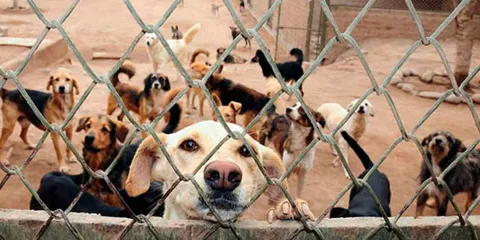 Proponen eliminar IVA a medicinas y comida para mascotas: estos serán sus posibles impactos