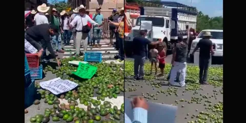 VIDEOS. "Lo quieren regalado, ahí esta". Productores de limón y aguacate tiran sus cosechas por bajos precios