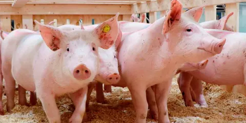 México suspende importación de carne de cerdo de España por peste porcina africana