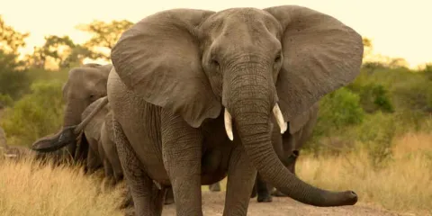 IMÁGENES SENSIBLES. Ataque de elefante en India deja un muerto en Jharkhand tras intento de tomarse selfies