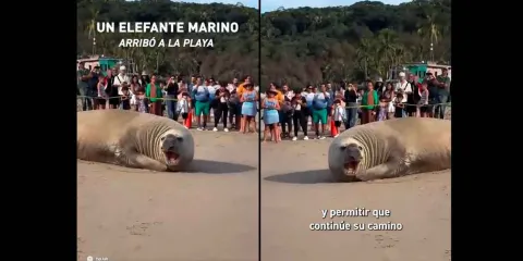 Enorme elefante marino sorprende en playas de Compostela en Nayarit
