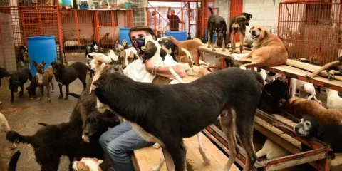 Mueren seis perros rescatados del Refugio Franciscano; 21 siguen hospitalizados en CDMX