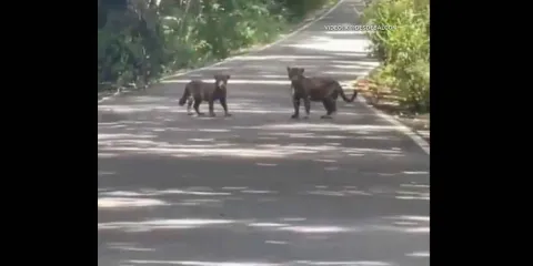 Captan en video a jaguares en carretera cercana a la zona arqueológica de Calakmul