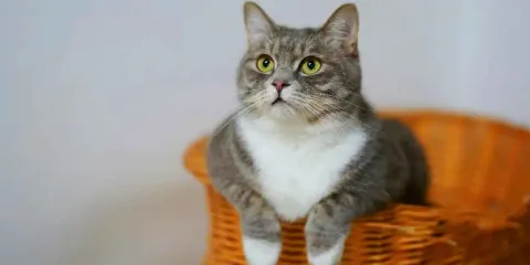 Día Internacional del Gato 20 de febrero: origen, historia y beneficios para la salud