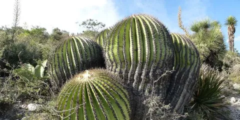 Jardín Botánico Helia Bravo Hollis: maravilla de cactus gigantes en Puebla